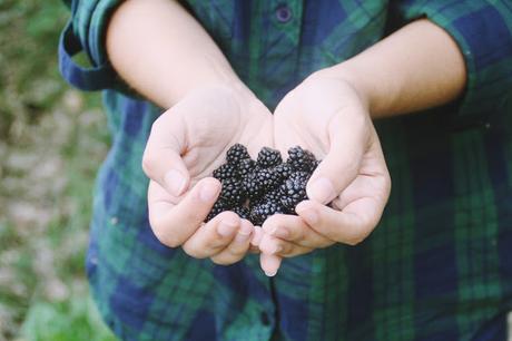 Recogiendo moras (Blackberry picking)