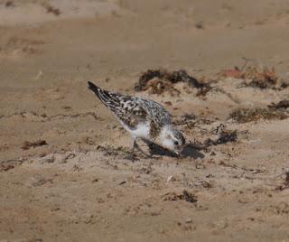 Algas secas y limícolas