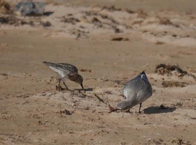 Algas secas y limícolas