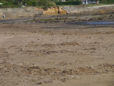 Algas secas y limícolas