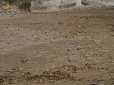 Algas secas y limícolas