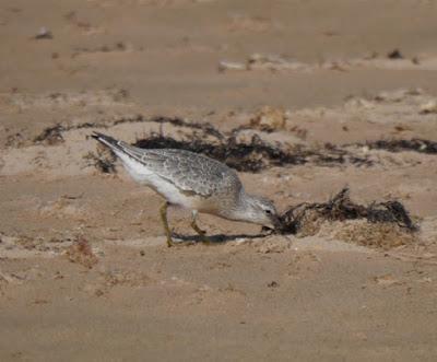 Algas secas y limícolas