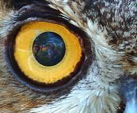 La visión en los animales (II): adaptación a la luz y oscuridad