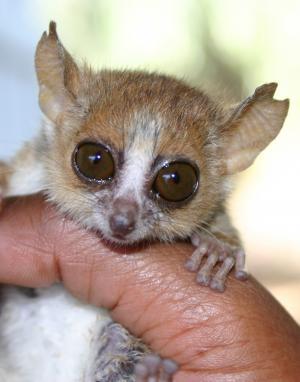 La visión en los animales (II): adaptación a la luz y oscuridad