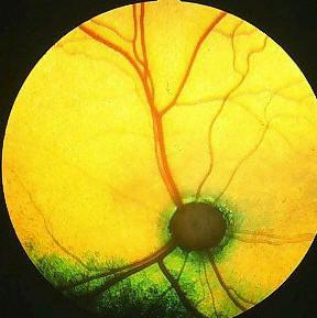 La visión en los animales (II): adaptación a la luz y oscuridad