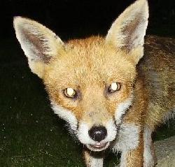 La visión en los animales (II): adaptación a la luz y oscuridad