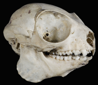 La visión en los animales (II): adaptación a la luz y oscuridad