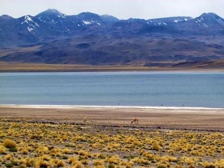 Laguna altiplánica Miscanti. Atacama. Chile