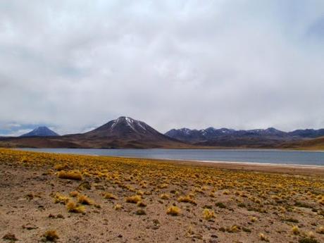 Laguna altiplánica Miscanti. Atacama. Chile