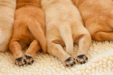 Las 6 mejores formas de combatir la displasia de cadera en perros