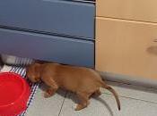 [Siri] cumple, tengo