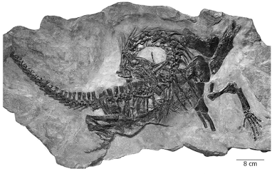 PALEOFICHA: Protorosaurus speneri