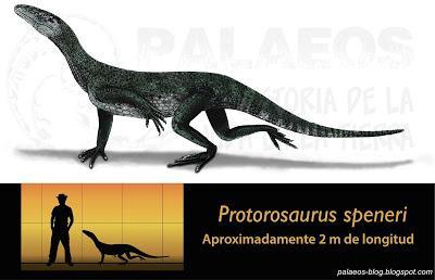 PALEOFICHA: Protorosaurus speneri