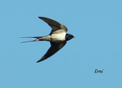 BELLA Y BESTIA (Avispa asiática)