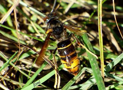 BELLA Y BESTIA (Avispa asiática)