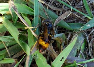 BELLA Y BESTIA (Avispa asiática)