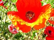 Fotografía artística: formas vegetales