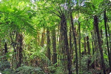 Los sonidos y movimientos marcan el ritmo de este tesoro natural: Reserva de Biosfera Yabotí.