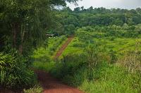 Los sonidos y movimientos marcan el ritmo de este tesoro natural: Reserva de Biosfera Yabotí.