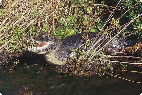 Los sonidos y movimientos marcan el ritmo de este tesoro natural: Reserva de Biosfera Yabotí.