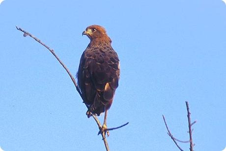 Los sonidos y movimientos marcan el ritmo de este tesoro natural: Reserva de Biosfera Yabotí.