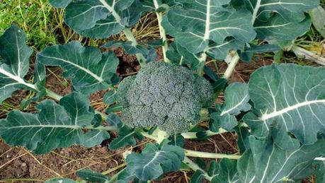 Brocoli-3-hojas