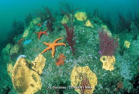 Los fondos marinos de las Islas Atlánticas albergan una gran diversidad de flora y fauna/ J.L González/CENEAM-MMA