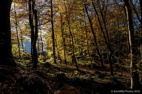 Luz de la tarde en la Fageda d'en Jordà