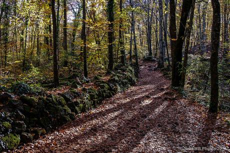 Paseando por la Fageda d'en Jordà