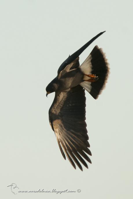 Caracolero (Snail Kite) Rostrhamus sociabilis