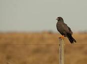 Caracolero (Snail Kite) Rostrhamus sociabilis