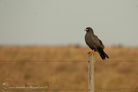 Caracolero (Snail Kite) Rostrhamus sociabilis