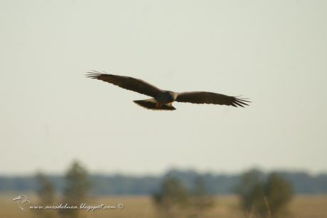 Caracolero (Snail Kite) Rostrhamus sociabilis
