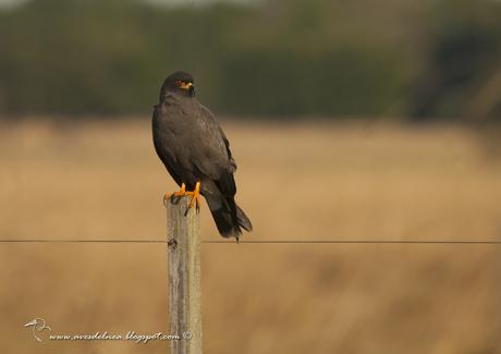Caracolero (Snail Kite) Rostrhamus sociabilis
