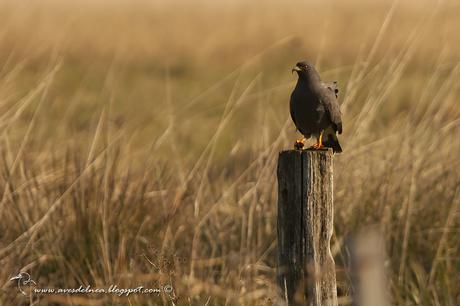 SMA_029Caracolero (Snail Kite) Rostrhamus sociabilis9small