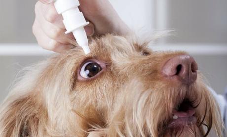 5 Cosas que debes saber para detectar la conjuntivitis en perros