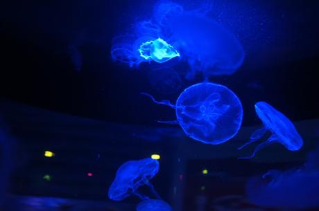 Acuario Inbursa | México D.F. (2015)