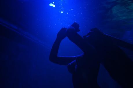 Acuario Inbursa | México D.F. (2015)