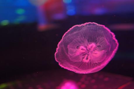 Acuario Inbursa | México D.F. (2015)