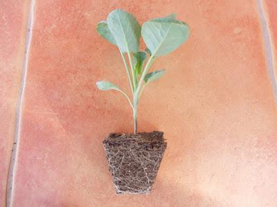 TRASPLANTE DE BRASSICAS OLERACEAS