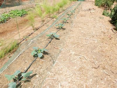 TRASPLANTE DE BRASSICAS OLERACEAS