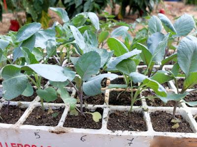 TRASPLANTE DE BRASSICAS OLERACEAS