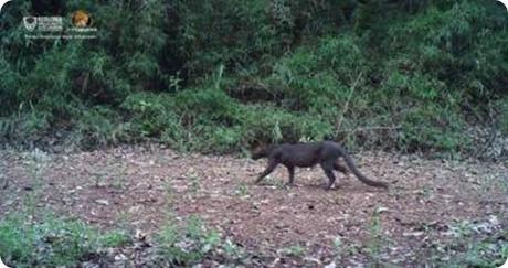 saltoencantado-pantera