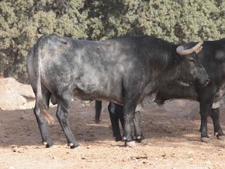 RESES DE ADOLFO MARTÍN RESEÑADAS PARA EL 5 DE SEPTIEMBRE EN PRIEGO