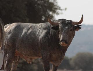 RESES DE ADOLFO MARTÍN RESEÑADAS PARA EL 5 DE SEPTIEMBRE EN PRIEGO
