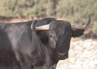 RESES DE ADOLFO MARTÍN RESEÑADAS PARA EL 5 DE SEPTIEMBRE EN PRIEGO