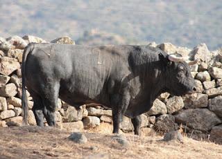 RESES DE ADOLFO MARTÍN RESEÑADAS PARA EL 5 DE SEPTIEMBRE EN PRIEGO