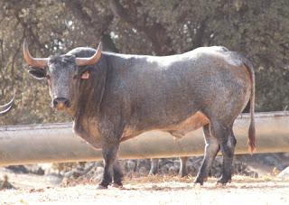 RESES DE ADOLFO MARTÍN RESEÑADAS PARA EL 5 DE SEPTIEMBRE EN PRIEGO