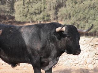 RESES DE ADOLFO MARTÍN RESEÑADAS PARA EL 5 DE SEPTIEMBRE EN PRIEGO