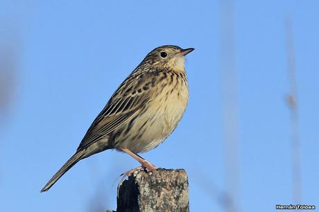 Cachirla pálida (Anthus hellmayri)